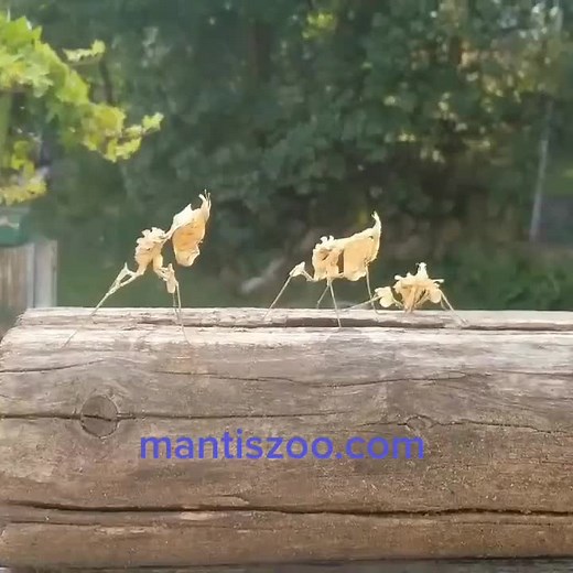 Mantis Zoo on TikTok