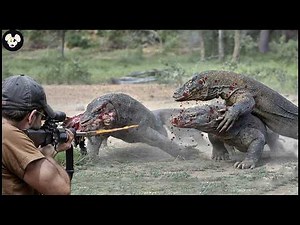Invasive Species - The High Stakes Fight Against Komodo And Wild Boars