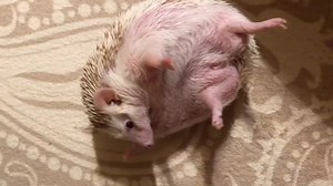 Adorable Young Hedgehog Exploring a Cozy Carpet