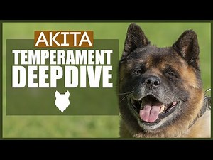 AKITA TEMPERAMENT DEEPDIVE