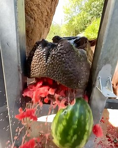 1.7M views · 15K reactions | Our top 5 wildest animal moments of 2022! 鍊輦 | San Antonio Zoo | Facebook