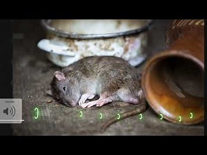3 ultrasonic sounds to scare away mice and bats