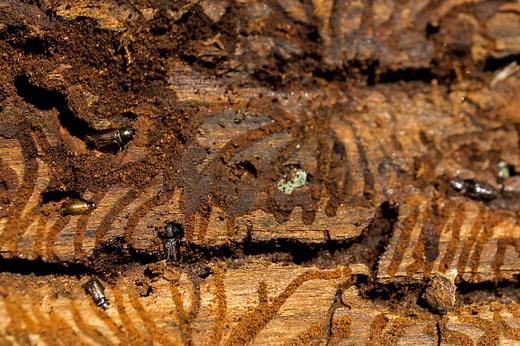 Le bostryche menace les forêts et les pâturages boisés du Jura | RTS