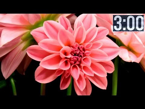 3 Minute Timer with Classical Music | Relaxing | Focus | Piano Instrumental | Seasonal Change