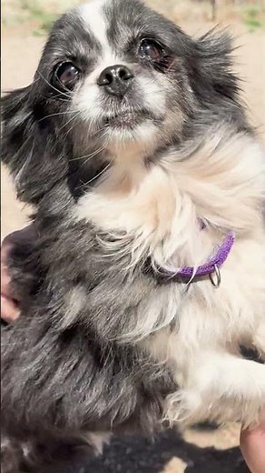 Cute Luna Bear is out enjoying the weekend :) Love, peace and blessings to you all :) #dog
