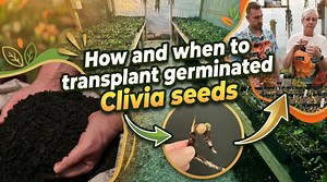 Wondering when and how to transplant your germinated Clivia seeds to trays? 🌱 In this step-by-step guide, we’ll show you the best time to transplant Clivia seeds and how to do it properly for healthy, thriving plants. Learn expert techniques for preparing trays, selecting the right soil mix, and avoiding common mistakes. Whether you're a beginner or an experienced grower, this video has everything you need to take your Clivia plants to the next level! | Clivia at Utopia Clivias