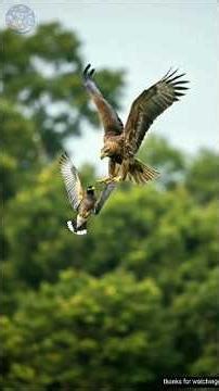 A Mother Myna’s Courage A Heart Touching Story of Struggle and Love”😢 #shorts #struggle #animals