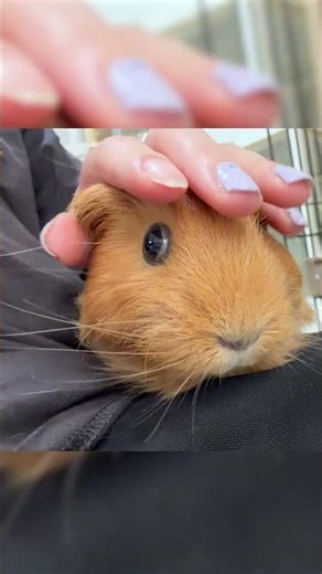 puipuiモルカーみたいにpuipuiするモルモット #shorts #鳴き声 #モルモット