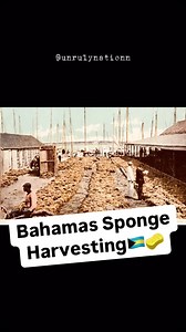 1.8K views · 21 reactions | Sponging Secrets of The Bahamas #bahamas #sponge #history #fyp | UnrulyNationn | Facebook