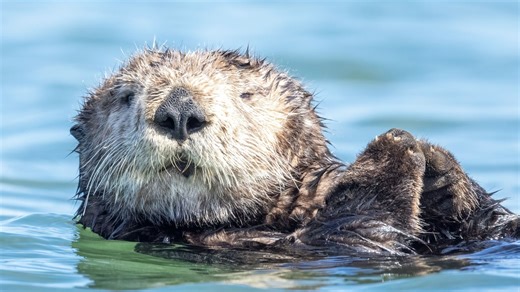Sea Otter Steals Surfboard Off The Coast Of Santa Cruz, California