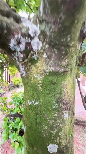 This orange tree looks sick, what could be the cause of this??#orange #fruit #citrus