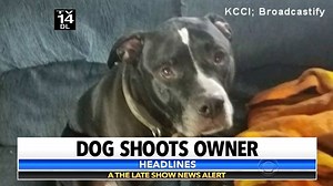 The NRA cares about other things than making sure people have access to unlimited guns.. For instance, making sure dogs have access to unlimited guns. | The Late Show with Stephen Colbert