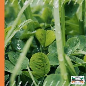 For some homeowners, common clover in the lawn can be a nuisance and can make lawns look messy. Here’s a brief history of how clover originally ended up in our lawns and some tips on how to get rid of it. https://www.milorganite.com/blog/Lawn/how-get-rid-clover-your-lawn | Milorganite Fertilizer