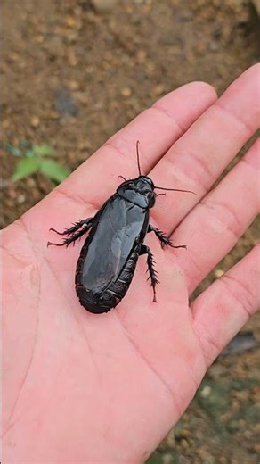 The Life Cycle of a Cockroach – The Ultimate Survivor!