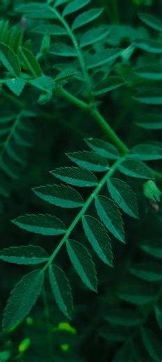 Mobile Phone Camera | Photography Tips & tricks #photography #photoshoot #nature #naturephotography