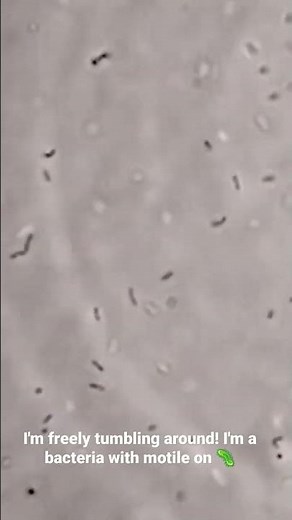 Motile Bacteria. Positive Motility in Wet Mount Microscopic Examination