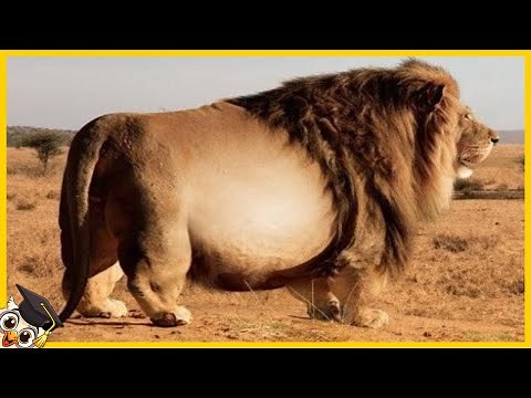 20 Fattest Animals Caught on Camera