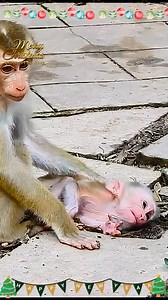 6K views · 173 reactions | Lucie didn't know how to comfort Luno to stop crying when Luna left him like this. Full Story in Comment  | Totsaken Ahunai | Facebook