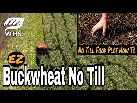 Buckwheat No Till Food Plot How To