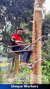 Ingenious Tree Climbing Ladder: Man Ascends Tree with Custom-Built Device