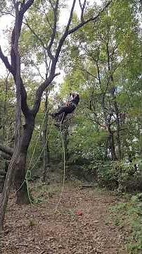 arborist # arborist gear # double rope technique & tree climbing # 아보리스트