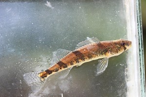 On Sept. 1, 2021, a nearly 50-year saga in the infamous case of the Snail Darter came to a happy ending with a petition to delist it as an Endangered Species. On this momentous occasion, we chatted with our Vice President of Conservation Science and Education, Dr. Anna George, about the history of this landmark case in environmental law and the lessons to be gleaned from the species' long-awaited recovery. | Tennessee Aquarium