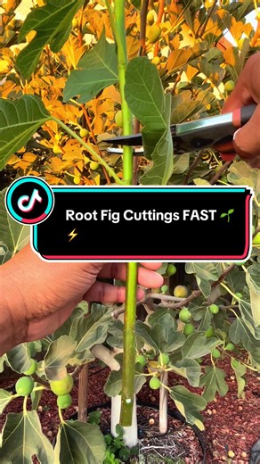 Root fig cuttings FAST! 🌿⚡️ Easiest way to grow new fig trees at home 🍃 Want FREE fig trees? 🌿🍇 Learn how to root fig cuttings FAST with this simple propagation method! Whether you’re growing in soil, water, or a humidity dome, this easy hack will help your fig cuttings sprout roots quickly. Perfect for gardeners, homesteaders, or anyone who wants to expand their orchard without spending a dime. 🌱✨ #FigCuttings #HomeGarden #GardeningTips #UrbanGardening #Garden