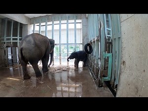 現在のウタイとアルン【世界ゾウの日 in 上野動物園】
