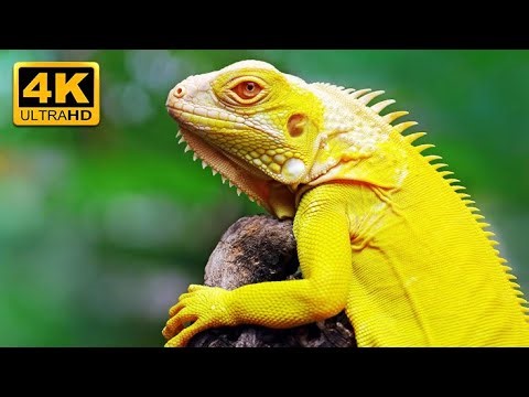 Top 30 Most Colorful Iguana In The World | 4K ULTRA HD