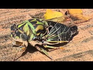 Cicada 2013 Calling (Singing) Sound