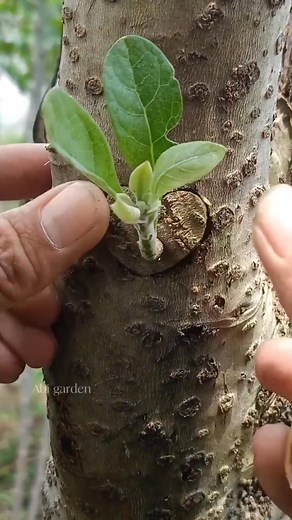 1.7M views · 1.9K reactions | several unique techniques for grafting and budding on fruit plants #graftingtechniques #graftingfruittrees #graftingplants #budgrafting #gardeningtips | Abi Garden | Facebook