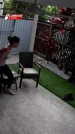 Cat Narrowly Escapes Python Attack | Heart-Pounding Rescue Video