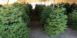 Tradition, smell and sentiment: Arizona families hunt for real trees