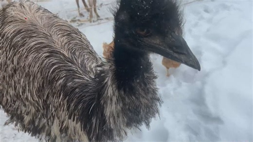 Emu escapes enclosure in Almonte