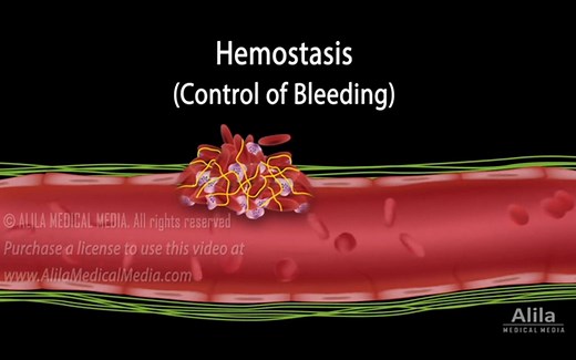 （中文字幕）动画演示止血过程：血小板栓子的形成以及凝血级联反应的激活途径