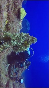 The octopus is the ocean’s magician #4k #asmr #shorts #aquarium #fun #nature #scubadiving #ocean