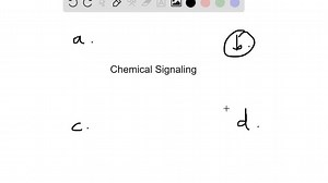 Chemical signaling that affects neighboring cells is called . a. autocrine b. paracrine C. endocrine d. neuron | Numerade