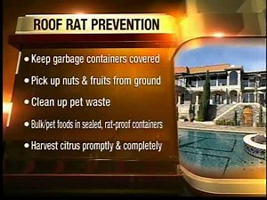Roof rats causing problems from Arizona residents