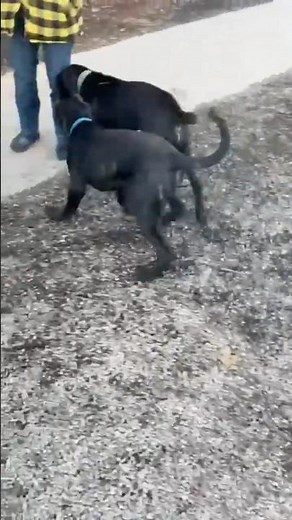 Cane Corso Puppies Playing Together at the Dog Park 🐶🐾 | Socialization & Friendly Play