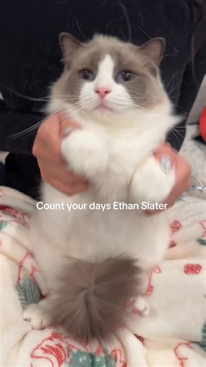 Farah | Magical Content & Lifestyle on Instagram: "The little toe beans🧽🐾 • #spongebob #spongebobdance #spongebobcatdance #fyp #viral"