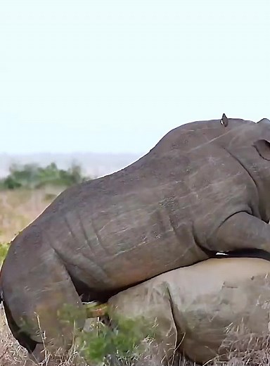 #fyp #wildlife #animalsworld #foryoupage #lion #usa | animals