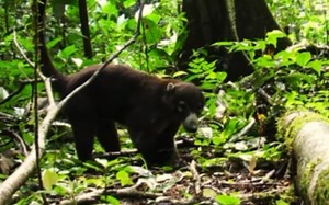 白鼻浣熊觅食 Nasua narica 源自yt@Christian Alessadro Perez