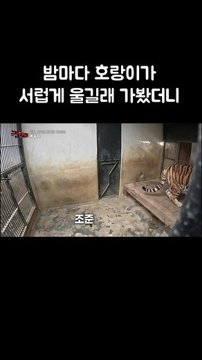 호랑이 마취와 수술: 신중한 진행 과정