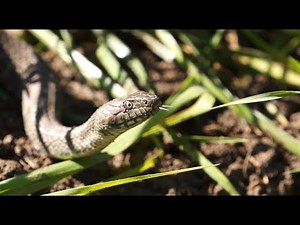 Eine der seltensten Schlangen Deutschlands - Die Würfelnatter | mit Martin Maschka
