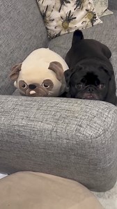 exactly the same, with different fur colors 😚🤣 Cre: anko0829_pug | Pug Overload