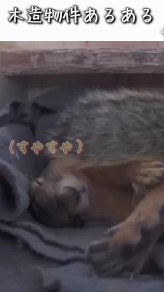 【コンのアフレコ】木造物件あるある【コンなお時間(サブチャンネル)もよろしくお願いします！】 #アフレコ #面白動画