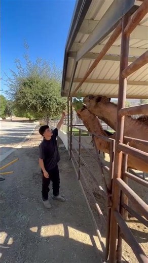 FEEDING CAMELS 🐪 #animals #explore #camels