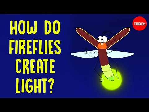 Mood lighting, mating, and murder: The scintillating lives of fireflies - Emily A. Geest