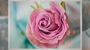 Can Roses Grow in the Shade?