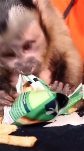 2.6K views · 184 reactions | MonkeyHappy on Reels | Facebook